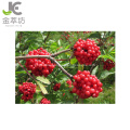 top quality water soluble elderberry juice powder